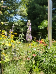 Lavandula angustifolia
