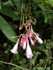 Amalocalyx microlobus