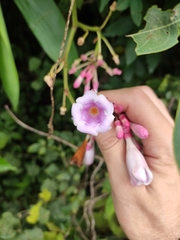 Amalocalyx microlobus