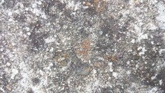 Protoblastenia rupestris