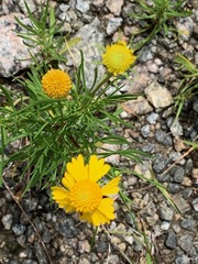 Helenium amarum amarum