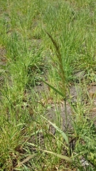 Arrhenatherum elatius