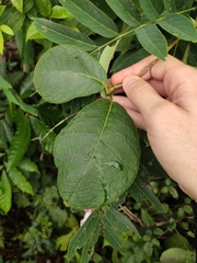 Amalocalyx microlobus