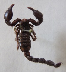 Didymocentrus krausi