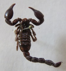 Didymocentrus krausi