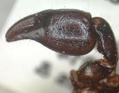 Didymocentrus krausi