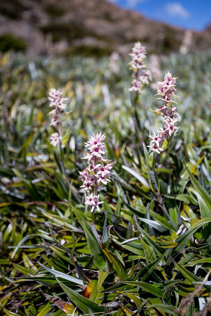 Milligania lindoniana