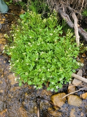 Cardamine breweri