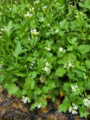 Cardamine breweri