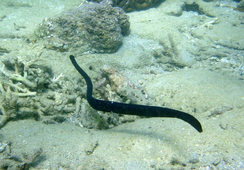 Photo of a Egg-eating Sea Snake (Emydocephalus annulatus)