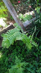 Adiantum trapeziforme