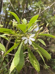 Scaevola kilaueae