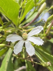 Scaevola kilaueae