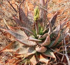 Aloe grandidentata