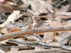 Colepia rufiventris