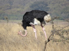 Struthio camelus massaicus