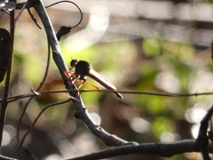 Colepia rufiventris