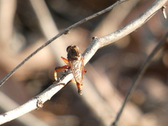 Colepia rufiventris