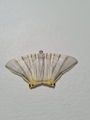 Phrygionis platinata