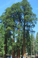 Sequoiadendron giganteum