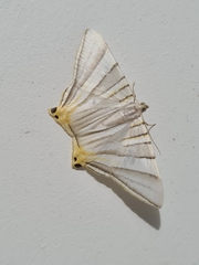 Phrygionis platinata