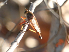 Colepia rufiventris