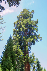 Sequoiadendron giganteum