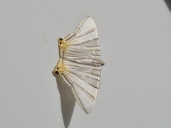 Phrygionis platinata