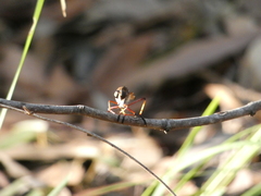 Colepia rufiventris