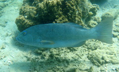 Leopard Coralgrouper photo 2