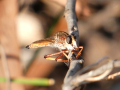 Colepia rufiventris