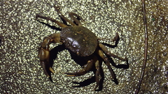 Cryptopotamon anacoluthon