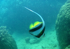 Heniochus diphreutes