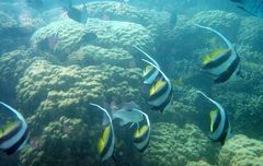 Heniochus diphreutes