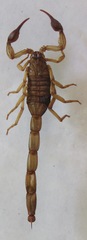 Centruroides margaritatus