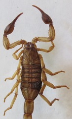 Centruroides margaritatus