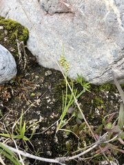 Carex garberi