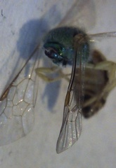 Agapostemon melliventris