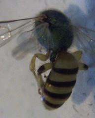 Agapostemon melliventris