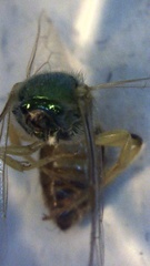 Agapostemon melliventris