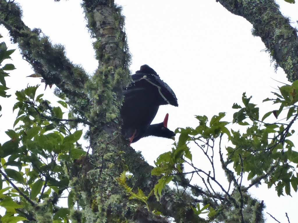 Horned Guan
