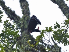 Oreophasis derbianus