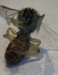 Agapostemon melliventris