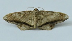 Chiasmia ozararia