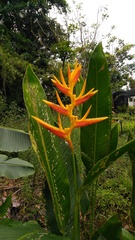 Heliconia × nickeriensis