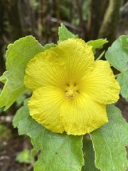 Hibiscus brackenridgei