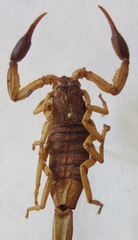 Centruroides margaritatus