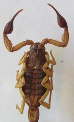 Centruroides margaritatus