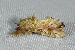 Callopistria ludovici