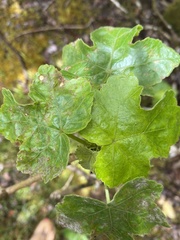Hibiscus brackenridgei